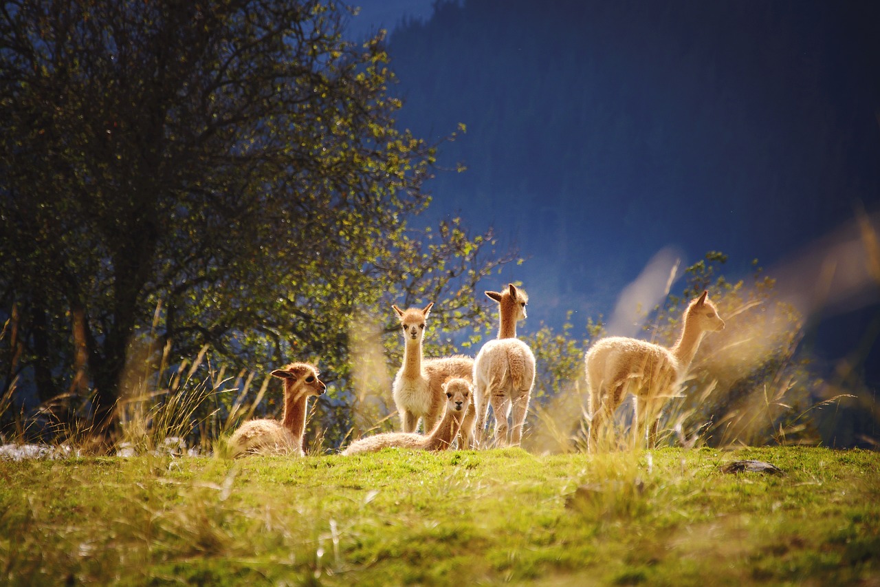 Tips to Prepare and Protect Your Livestock During a Disaster